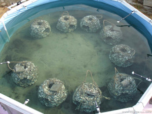 calculating the volume of a single oyster spat calculating the volume of a single oyster spat